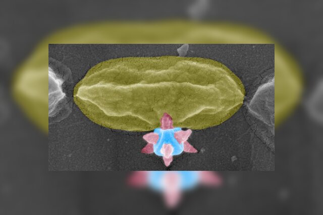 ماده برنده جایزه نوبل، باکتری‌ها را سوراخ می‌کند!