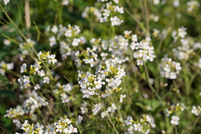 گیاهان هم در سختی به یکدیگر تکیه می‌کنند